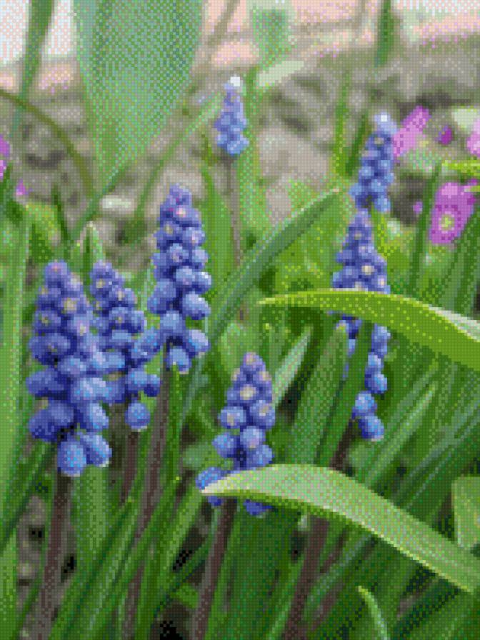 МУСКАРИ - квіти - предпросмотр