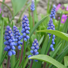 Схема вышивки «МУСКАРИ»