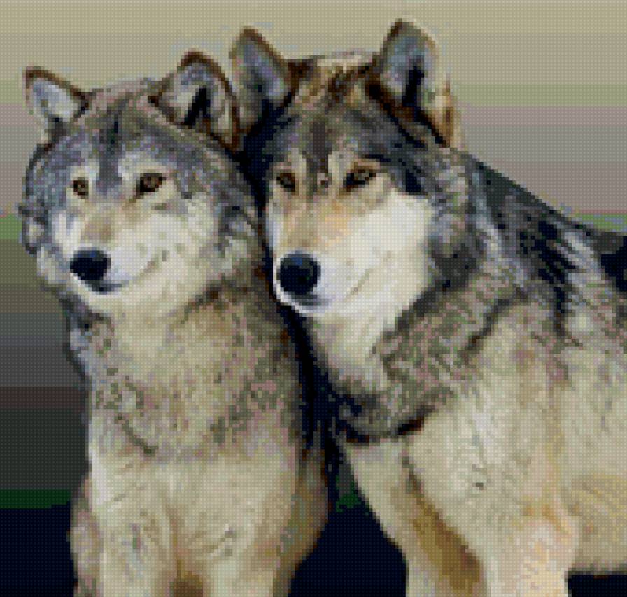 волки - волки - предпросмотр