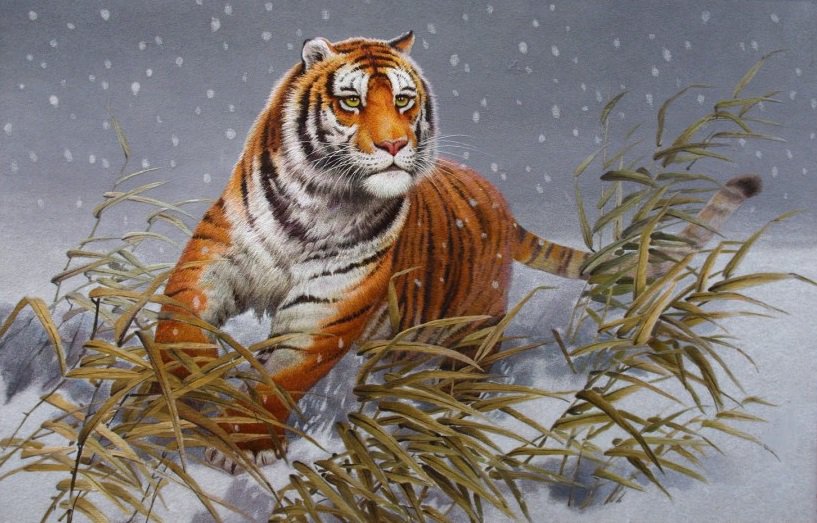 хозяин тайги - снег, хищник, тайга, тигры, тигр, зима, камыш, лес - оригинал