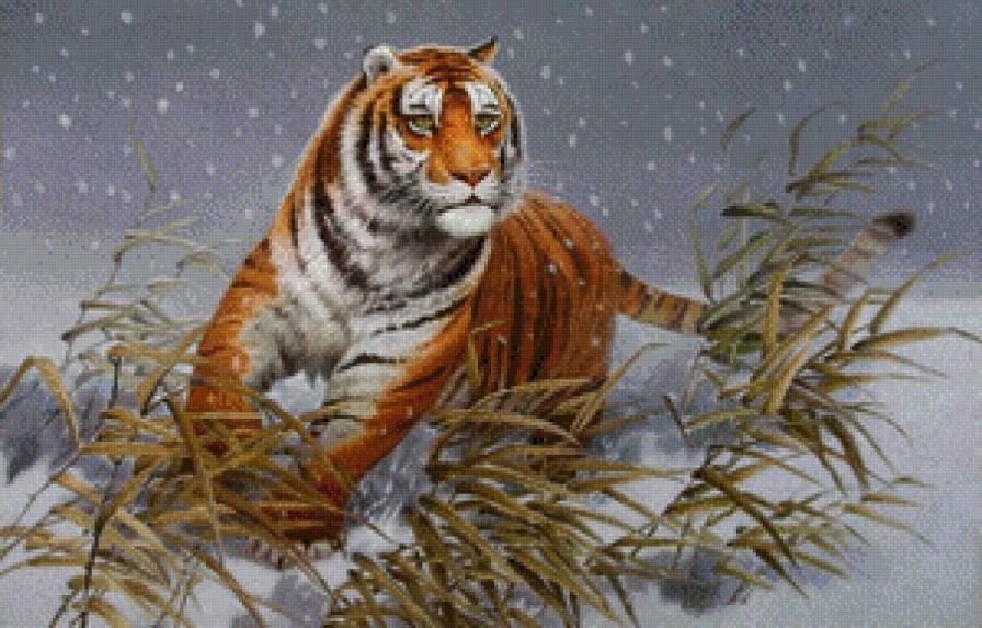 хозяин тайги - тигры, тигр, зима, тайга, лес, снег, камыш, хищник - предпросмотр