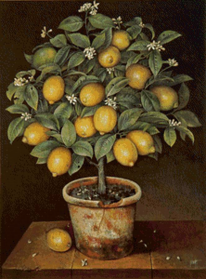 лимонное дерево - растения, цветы, лимон - предпросмотр