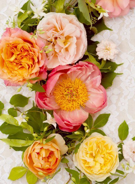 Шиповник - шиповник, цветы - оригинал