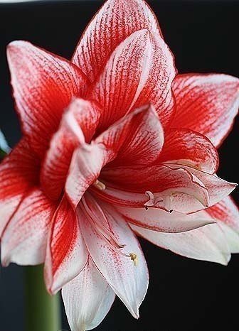 На черном - цветы - оригинал