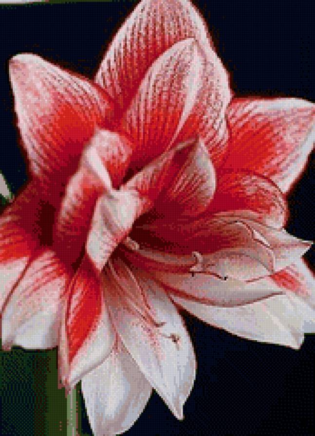 На черном - цветы - предпросмотр