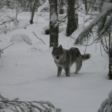 Схема вышивки «лайка»