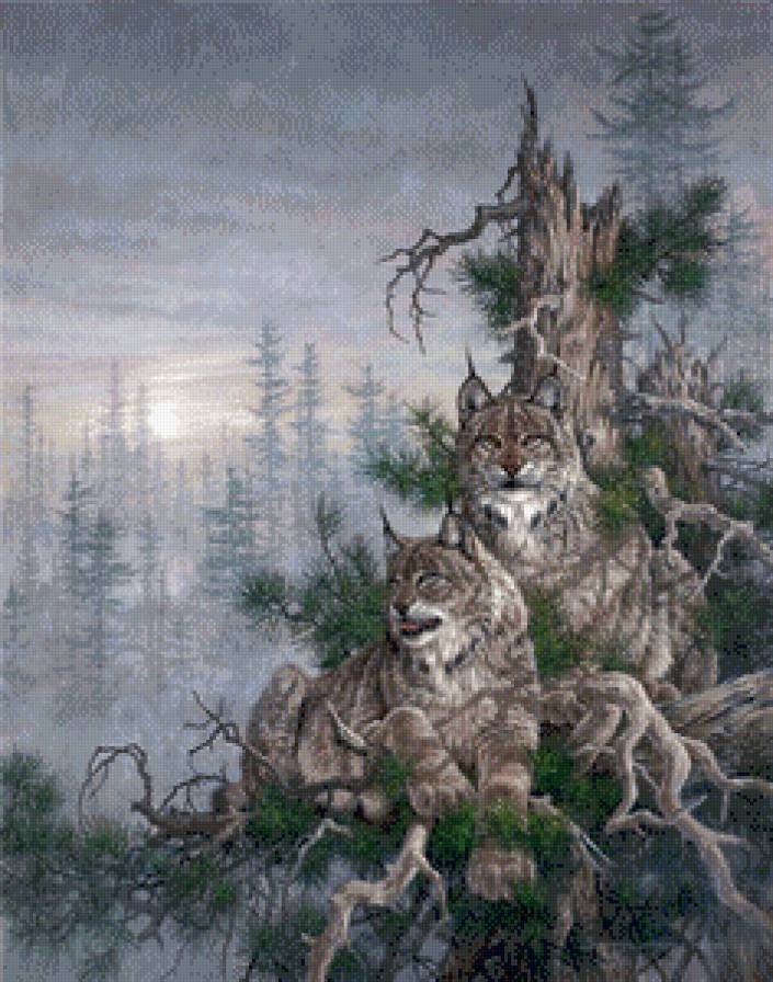 Рыси - животные - предпросмотр