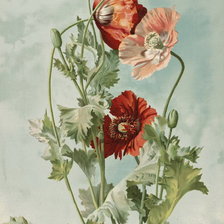 Схема вышивки «Маки.»