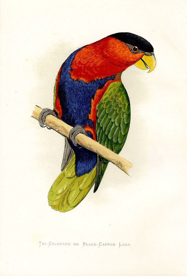 Из цикла птички. - оригинал