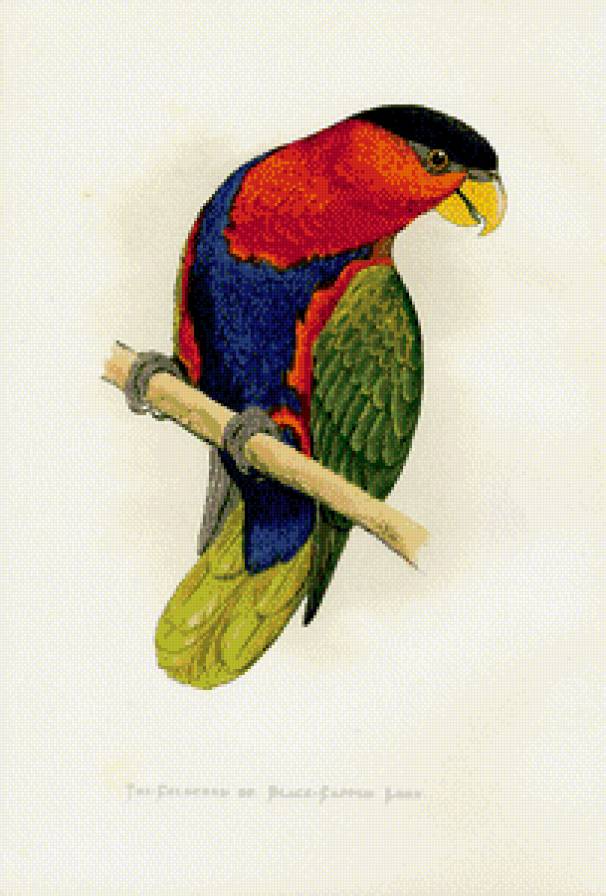 Из цикла птички. - предпросмотр