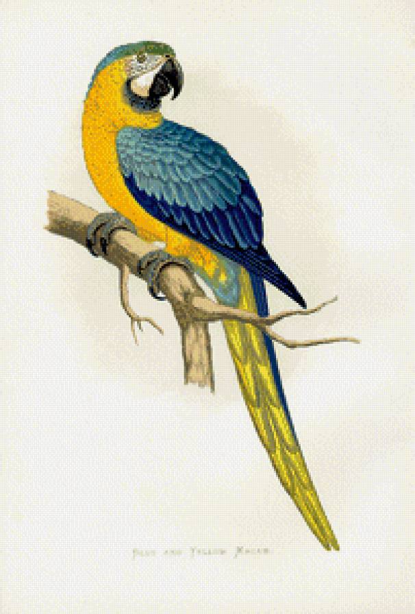 Из цикла птички. - предпросмотр