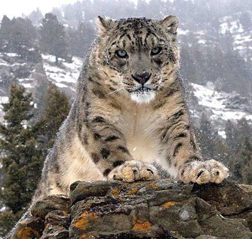 Снежный барс - животные, барс - оригинал