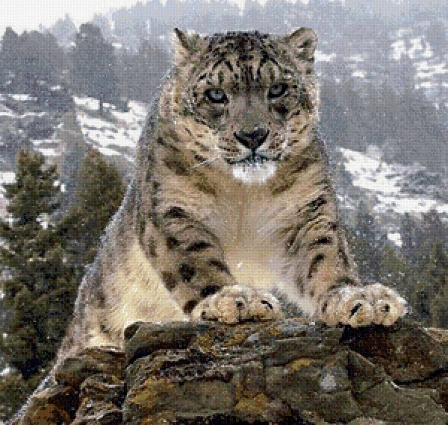 Снежный барс - барс, животные - предпросмотр