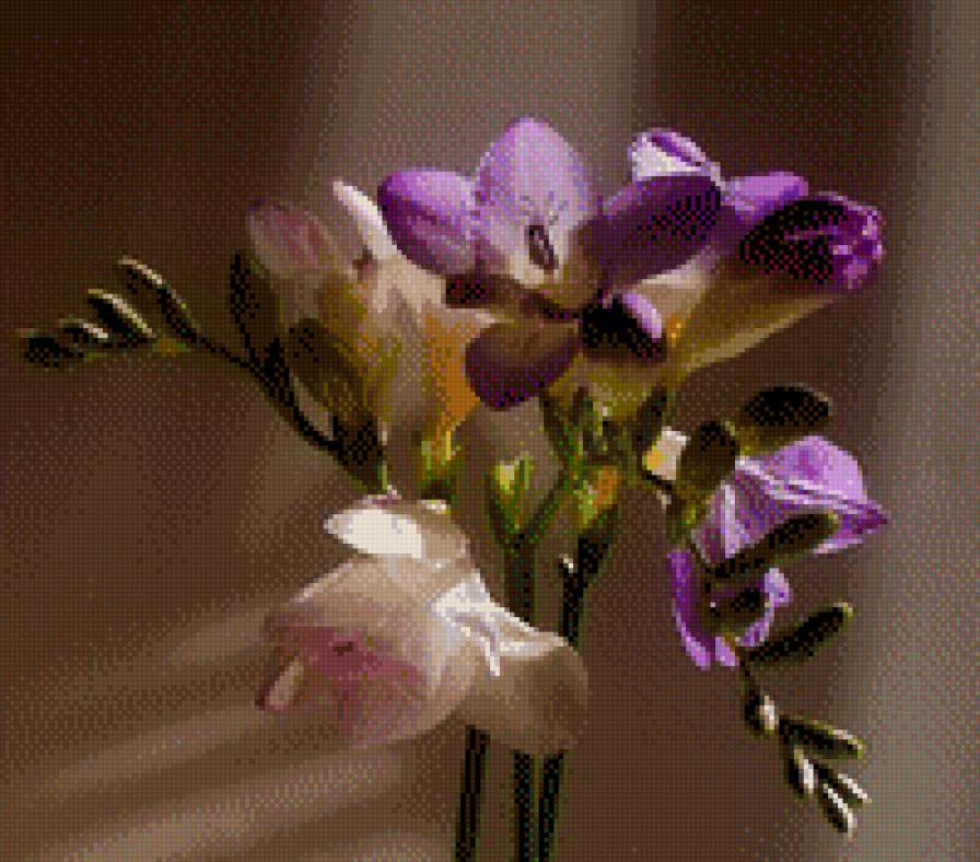 ФРЕЗІЯ - квіти - предпросмотр