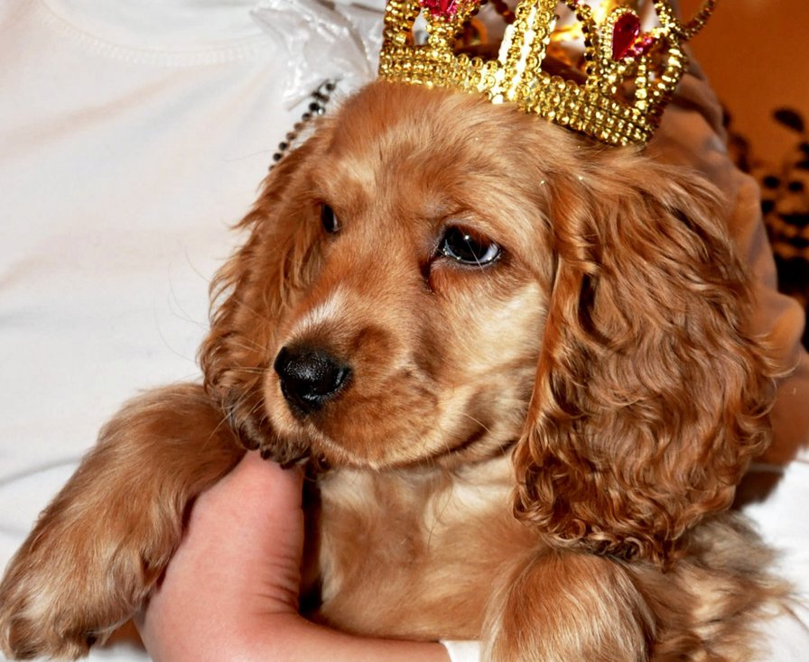 Ну и чем я не прынц... - оригинал