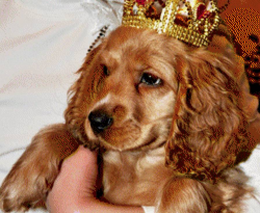 Ну и чем я не прынц... - предпросмотр