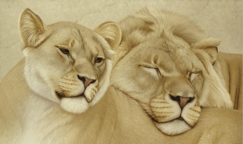 Сладкая парочка львов - животные, хищник, большие кошки, лев - оригинал