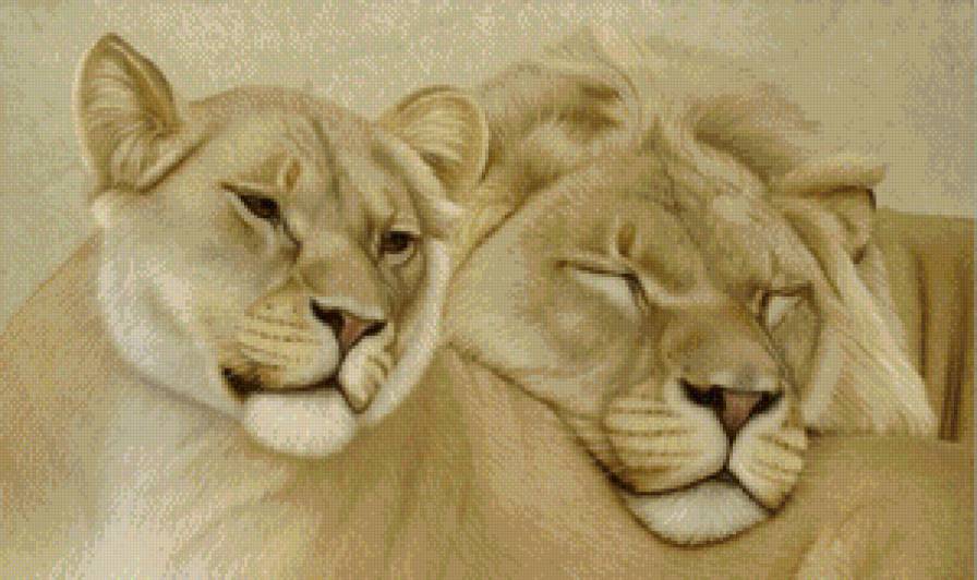 Сладкая парочка львов - хищник, лев, животные, большие кошки - предпросмотр