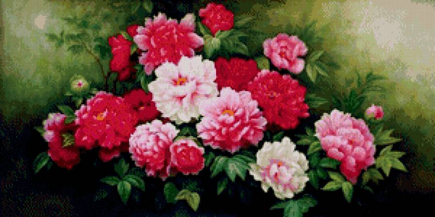 Пионы - цветы, пионы - предпросмотр