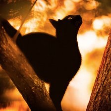 черная кошка на дереве