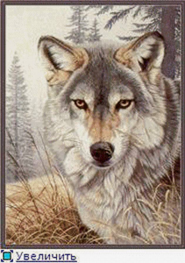 Волк - одиночка - волки, животные - предпросмотр