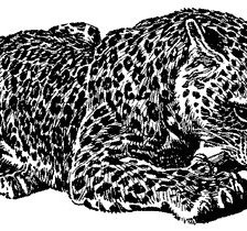 Оригинал схемы вышивки «леопард» (№616324)