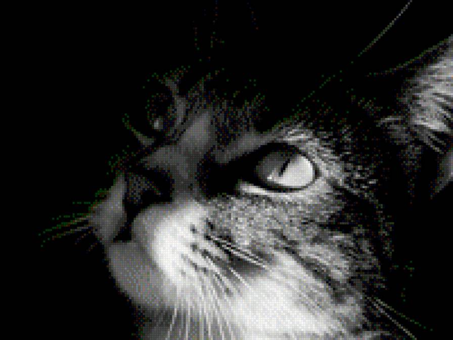 котик - мордочка, кот, монохром, черно белое - предпросмотр