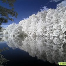 Схема вышивки «Зимний лес»