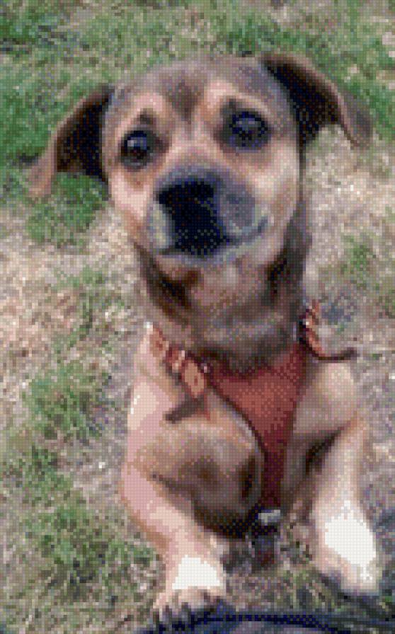 Тобиас Маркус - природа, собака - предпросмотр