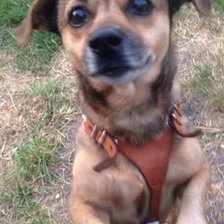 Схема вышивки «Тобиас Маркус»