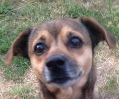 Тобиас Маркус - оригинал