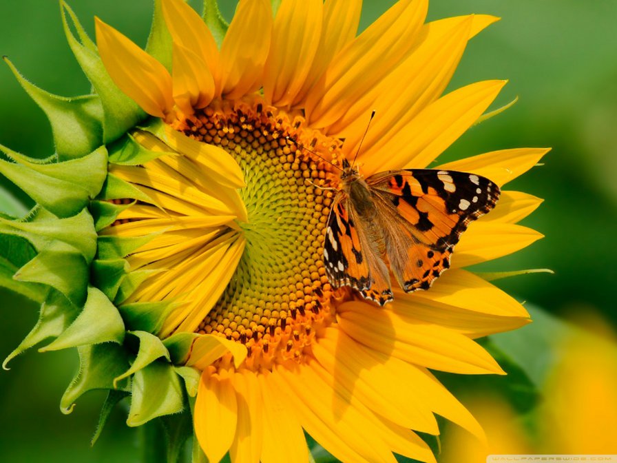 Sunflower with a Butterfly - flower, butterfly - оригинал