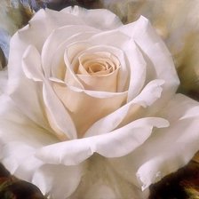 Оригинал схемы вышивки «белая роза» (№616680)