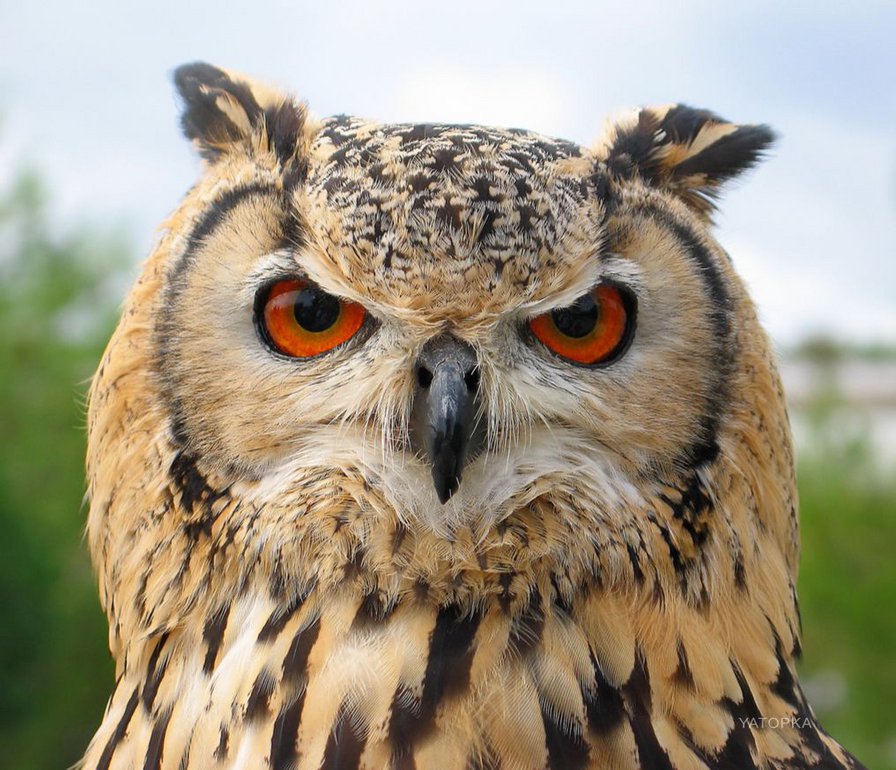 Сова - сова - оригинал