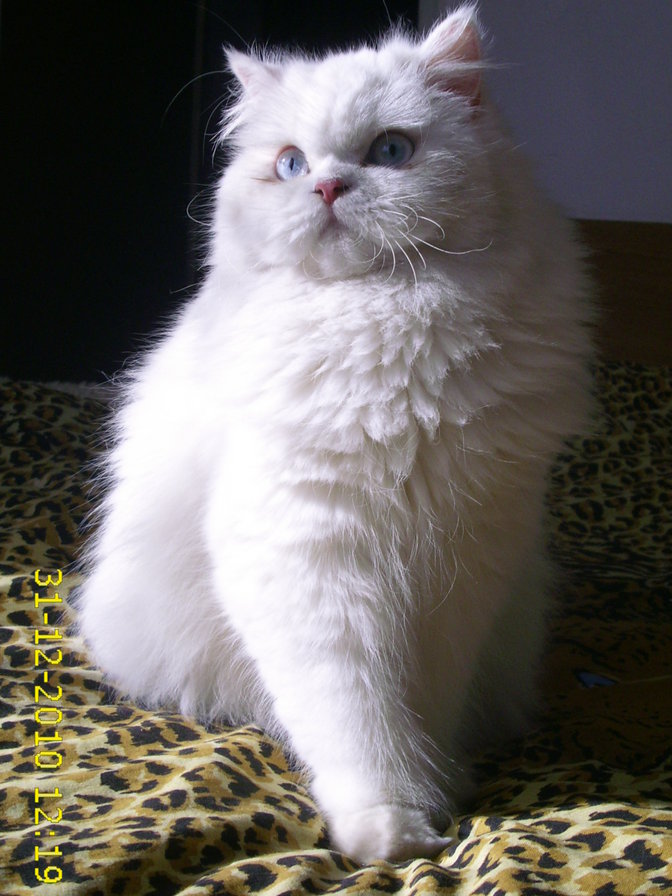 Моето коте - еда, коте - оригинал