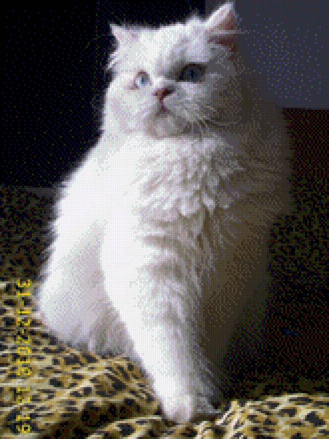 Моето коте - коте, еда - предпросмотр