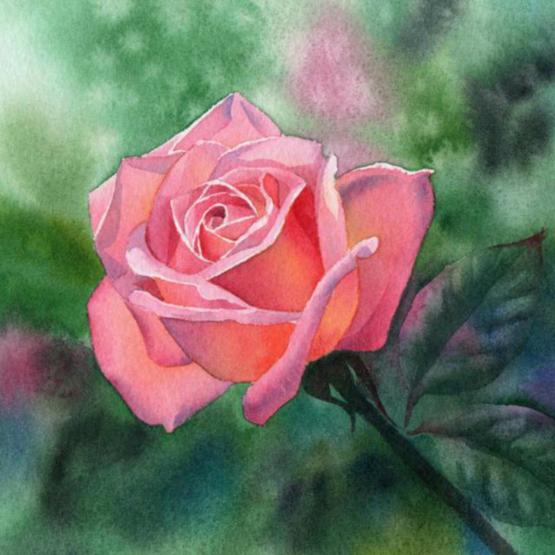 роза - цветы - оригинал