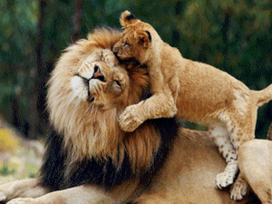 Папина радость - лев, большие кошки, животные, хищник - предпросмотр