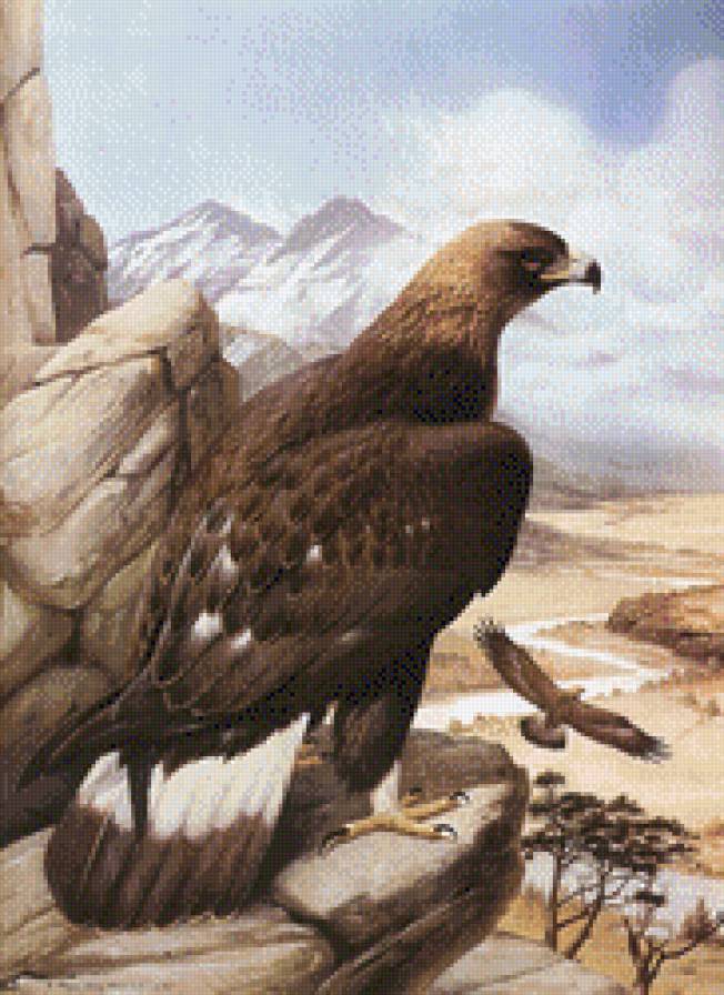 орлы - птицы - предпросмотр