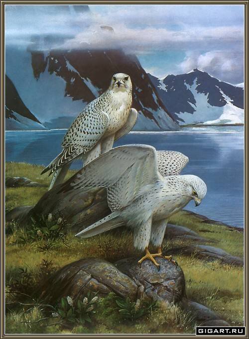 белые орлы - птицы - оригинал