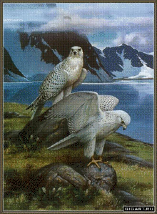 белые орлы - птицы - предпросмотр