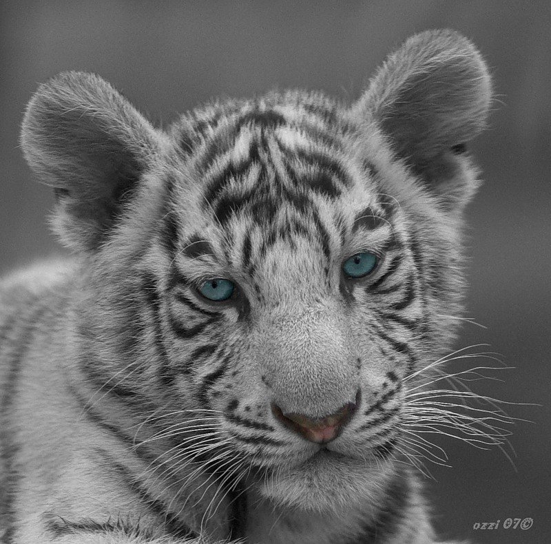задумчивый тигренок - тигр, хищник, большие кошки, животные - оригинал