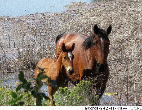 с мамой - лошади - оригинал
