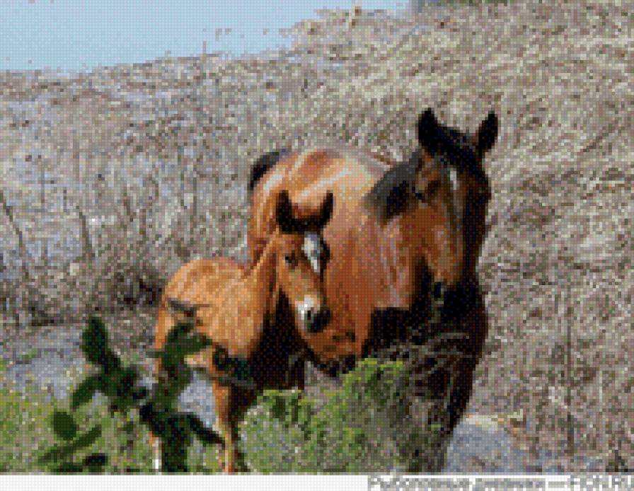 с мамой - лошади - предпросмотр