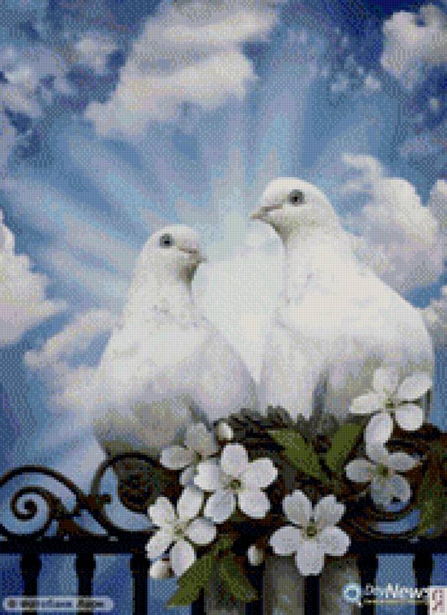 голуби - предпросмотр