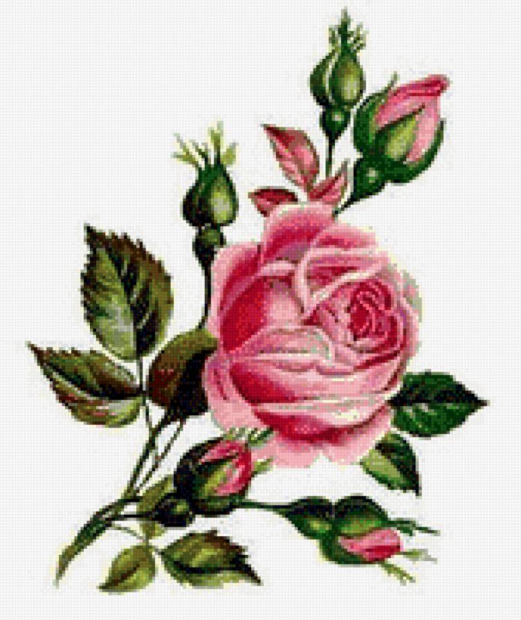 Роза - предпросмотр