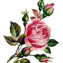 Оригинал схемы вышивки «Роза» (№617253)