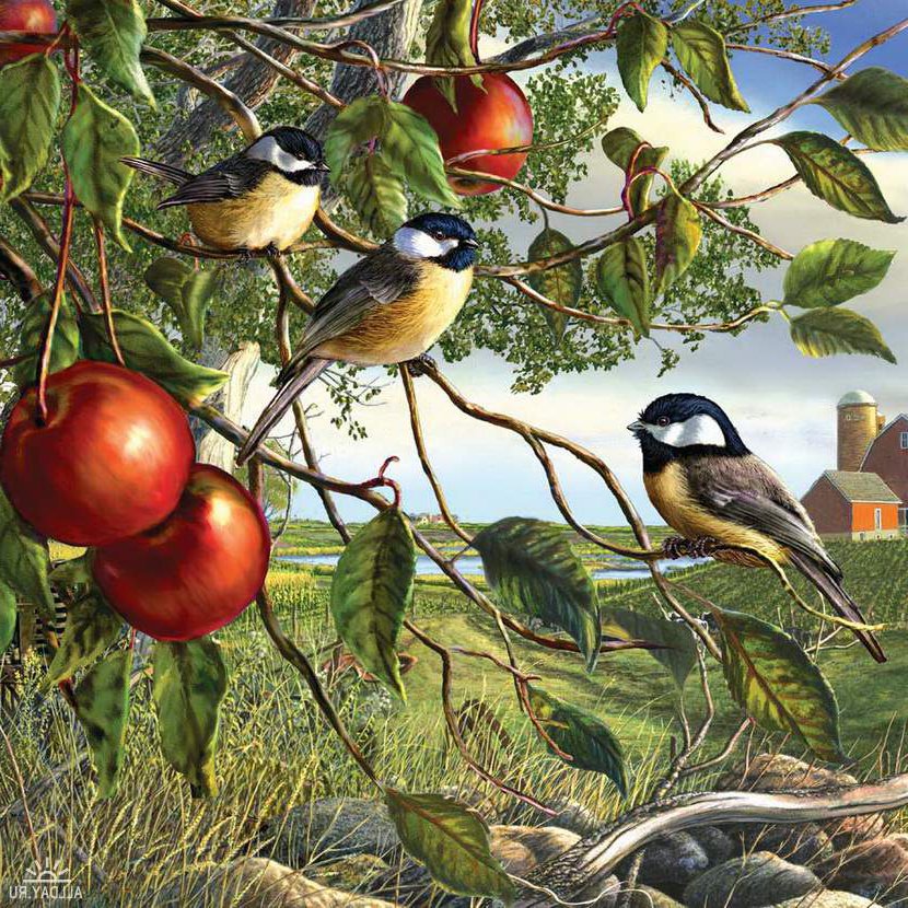 0190 - яблоки, синицы, лето, красота, природа, птицы, картина - оригинал