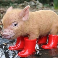 Хрюшка в сапогах