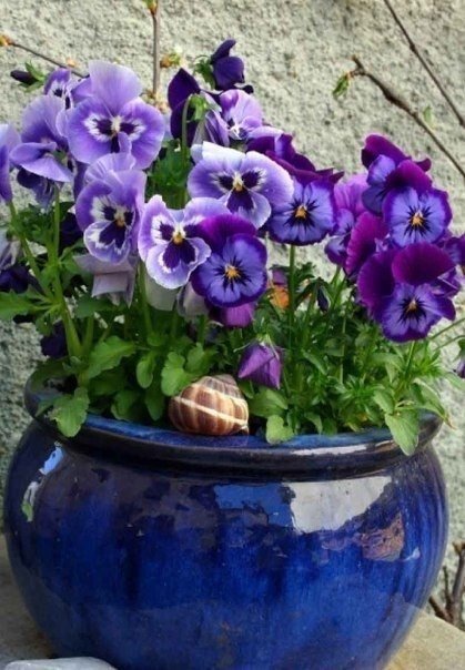 №617494 - цветы, виолы - оригинал